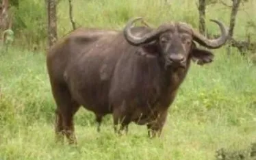 African Buffalo in Tanzania