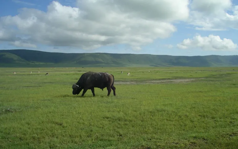 African Buffalo in Tanzania
