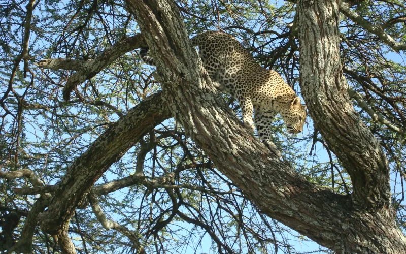 African Leopard in Tanzania