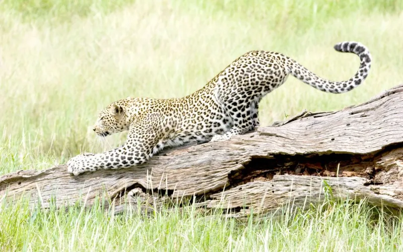 African Leopard in Tanzania