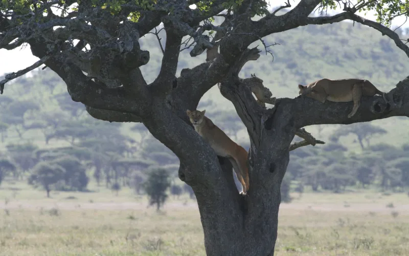 African Lion in Tanzania