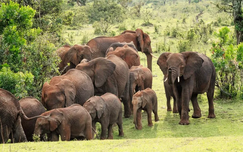 African Savanna Elephant in Tanzania
