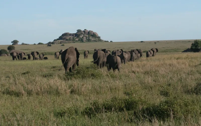 African Savanna Elephant in Tanzania