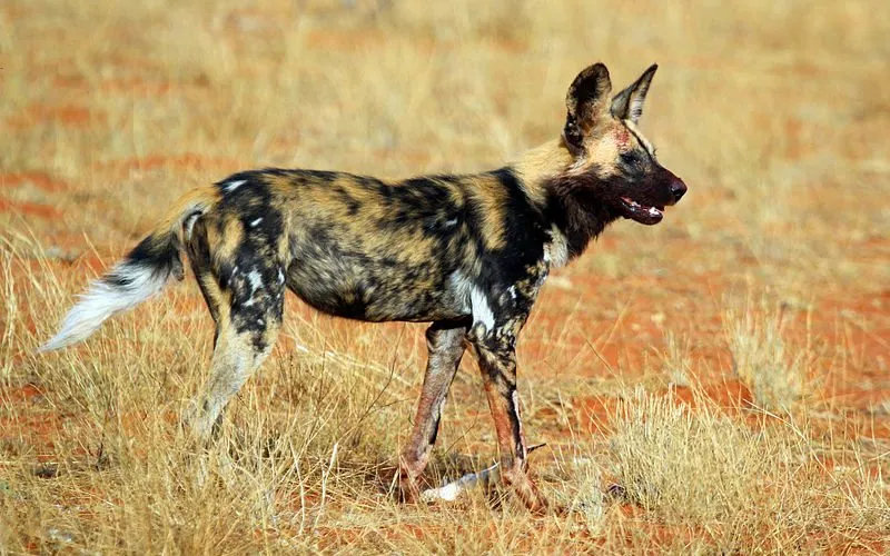 African Wild Dog in Tanzania