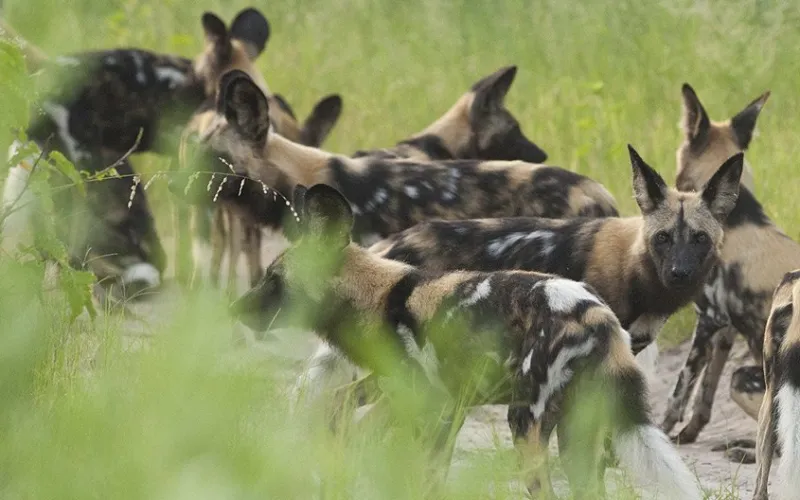 African Wild Dog in Tanzania