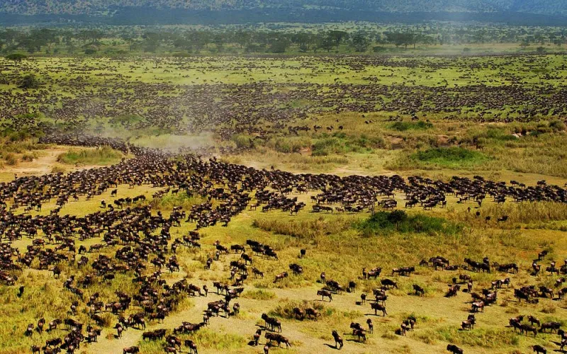 Blue Wildebeest in Tanzania