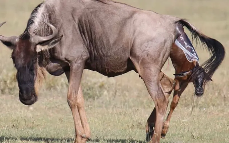 Blue Wildebeest in Tanzania