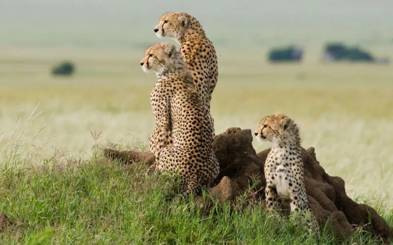 Cheetah in Tanzania