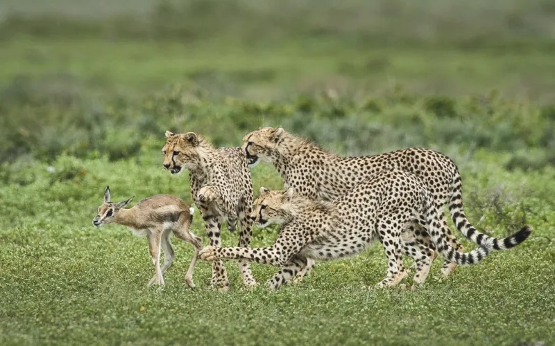 Cheetah in Tanzania