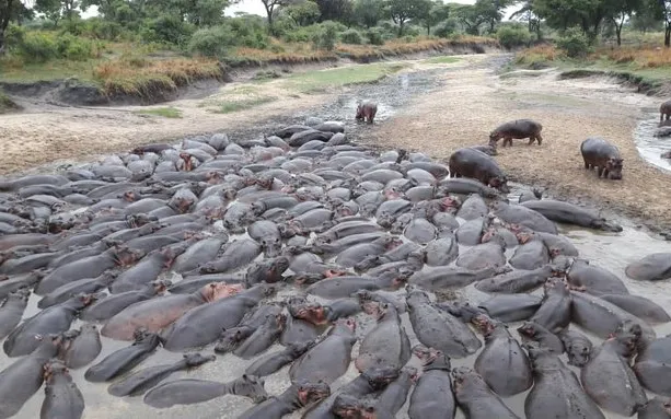 Common Hippopotamus in Tanzania