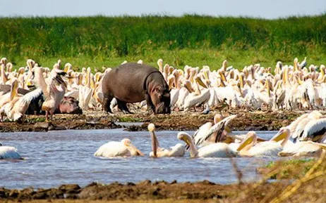 Common Hippopotamus in Tanzania