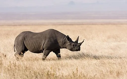 Eastern Black Rhinoceros in Tanzania