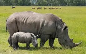 Eastern Black Rhinoceros in Tanzania