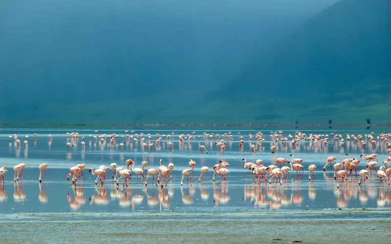 Lesser Flamingo in Tanzania