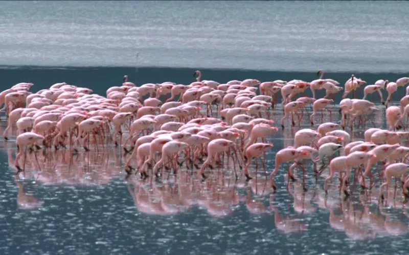Lesser Flamingo in Tanzania
