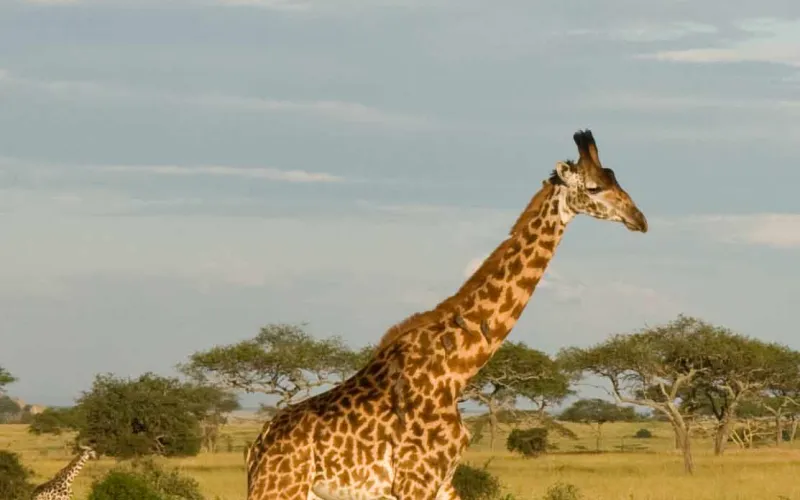 Masai Giraffe in Tanzania