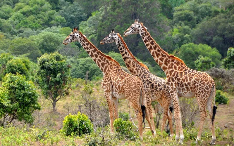 Masai Giraffe in Tanzania