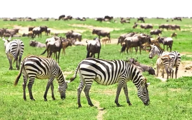 Plains Zebra in Tanzania