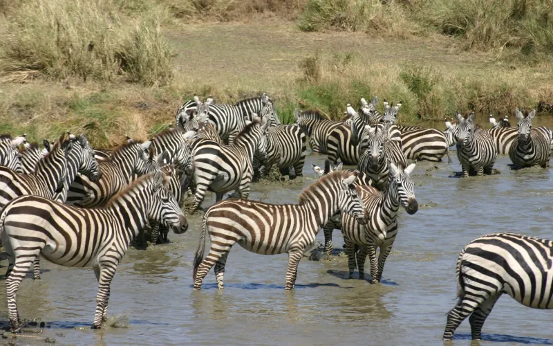 Plains Zebra in Tanzania