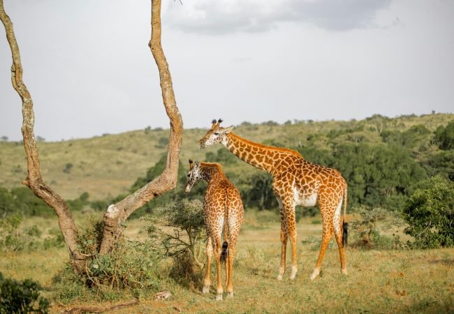 Kilimanjaro Marangu Route 6 Days