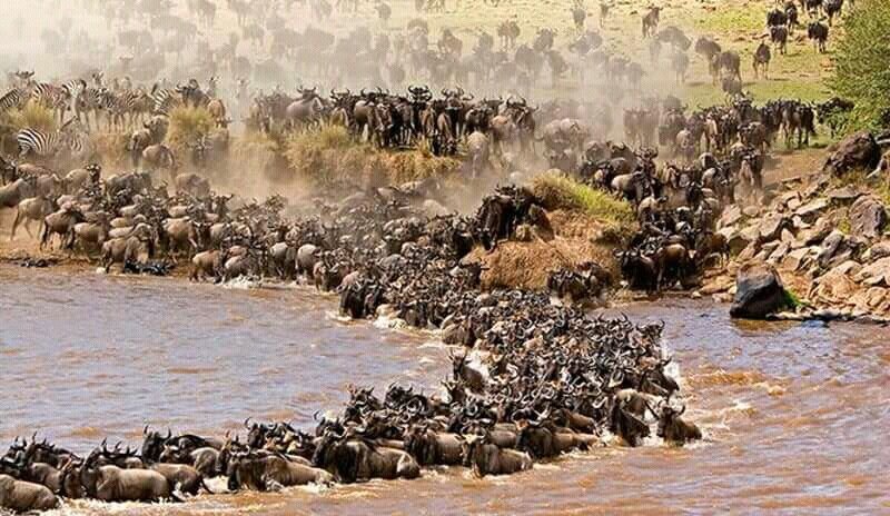 8-Day Serengeti Migration Seasons & Ngorongoro Private Safari