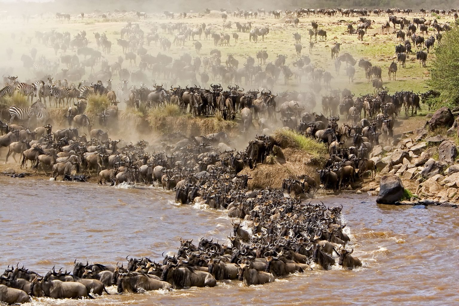serengeti-balloon-bush