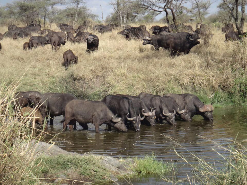 2 days serengeti tour photo