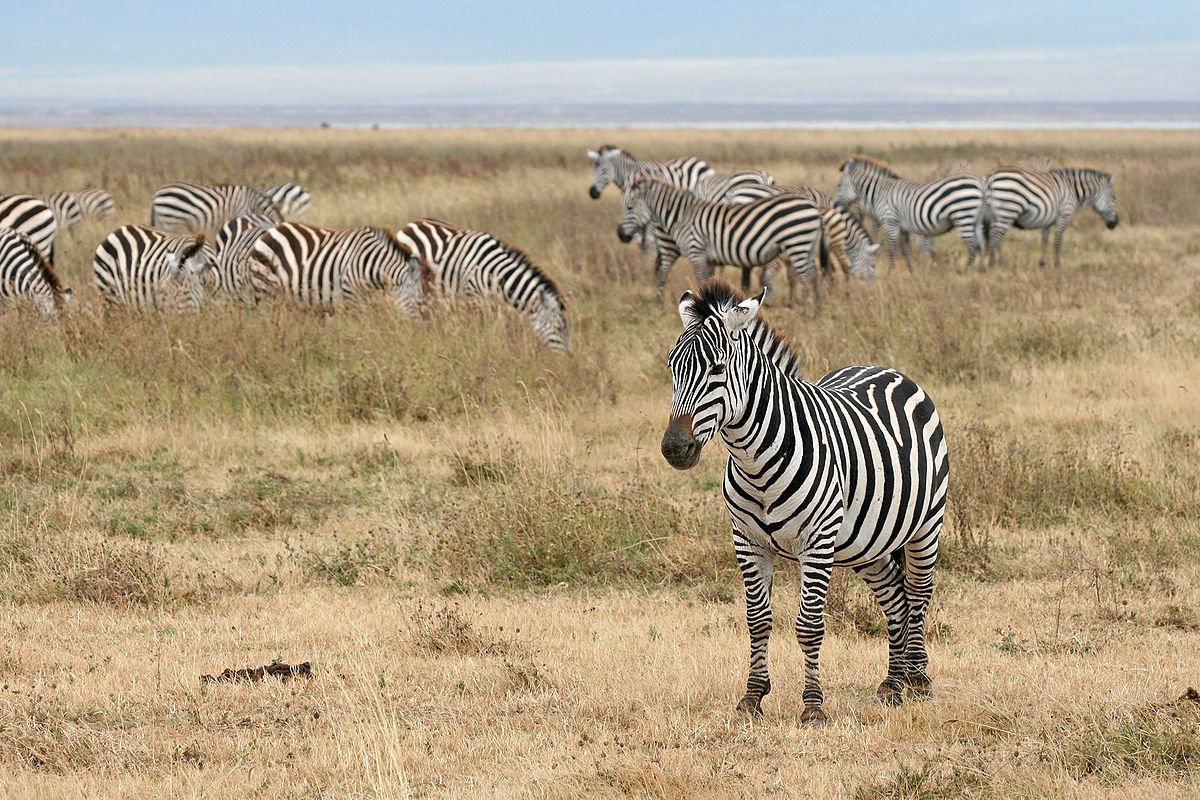 From Serengeti to the Crater Floor - Ngorongoro