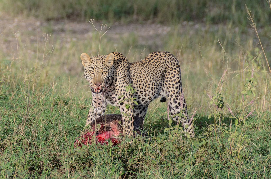 Wings, Plains & Villages: 4-Day Luxury Fly-In Safari from Zanzibar photo