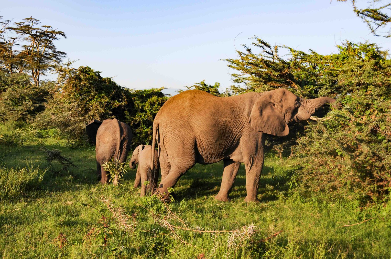 6-Day Grumeti Passage: Tarangire, Serengeti & Ngorongoro Private Safari photo