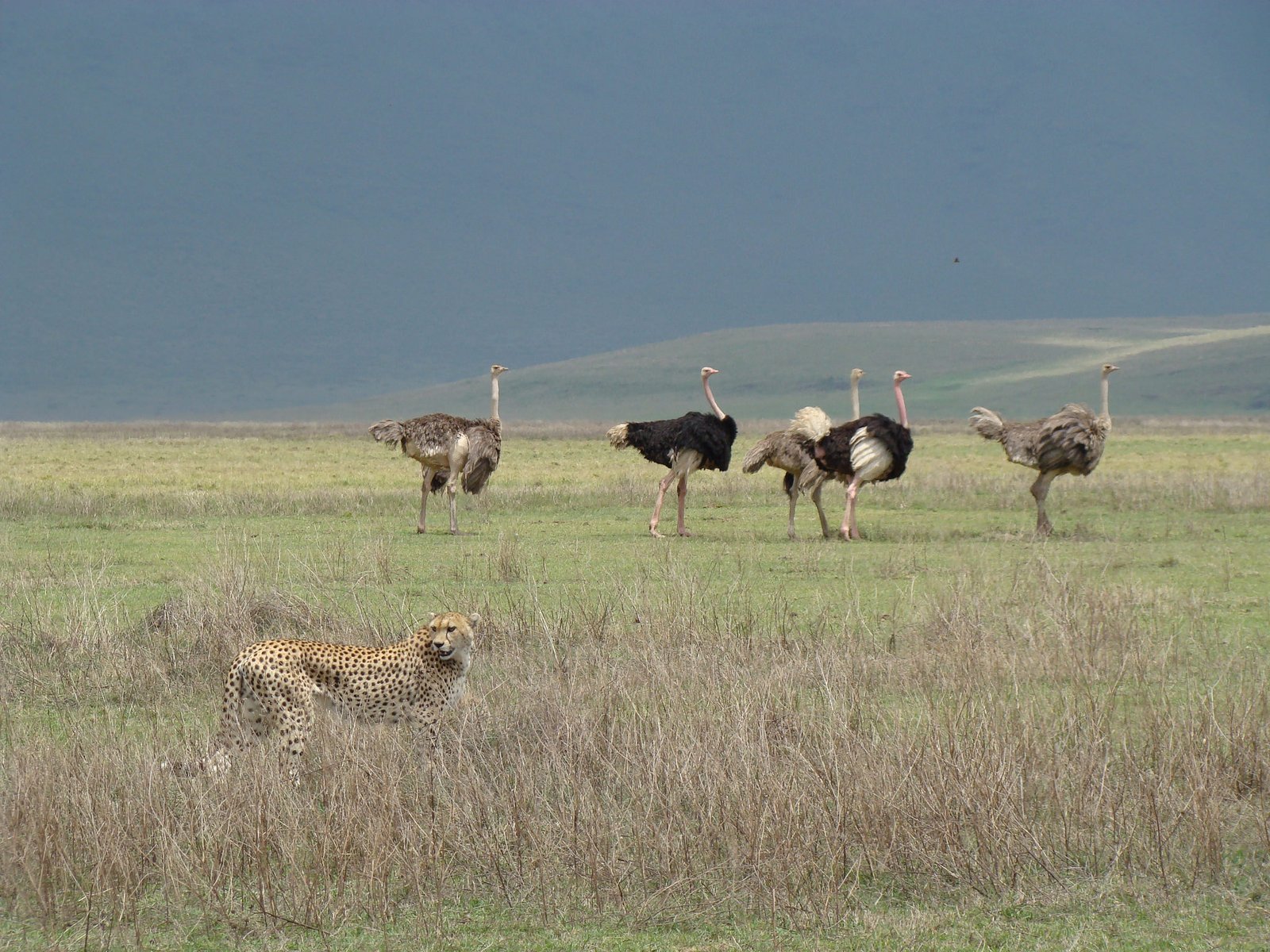 7-Day Tanzania Signature Luxury Safari: Serengeti, Ngorongoro, Tarangire & Manyara photo