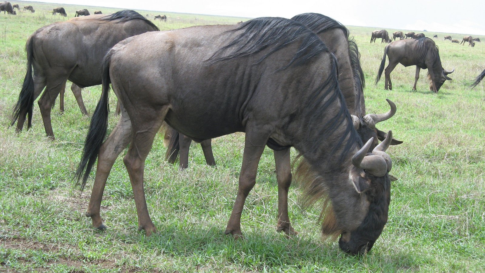 10-Day Tanzania Rift Valley, Serengeti & Cultural Highlands Private Safari photo