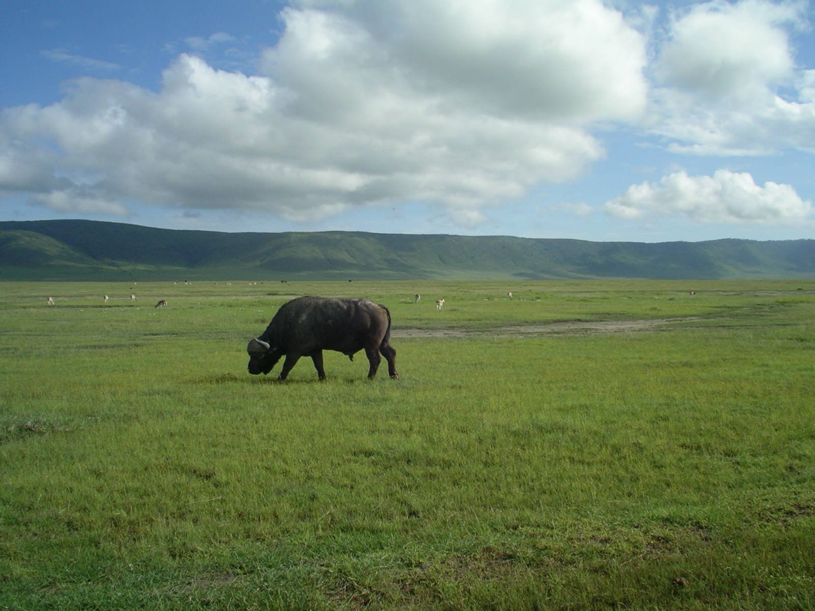 Ngorongoro Crater - Caldera Wildlife & Rift Valley Descent