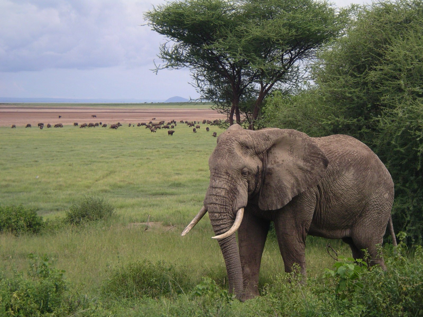 Ngorongoro Crater Safari and Return to Arusha