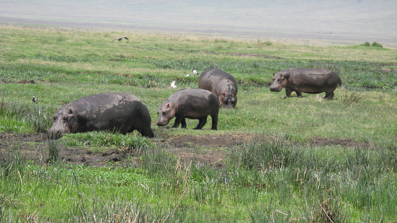7-Day Tanzania Signature Luxury Safari: Serengeti, Ngorongoro, Tarangire & Manyara photo