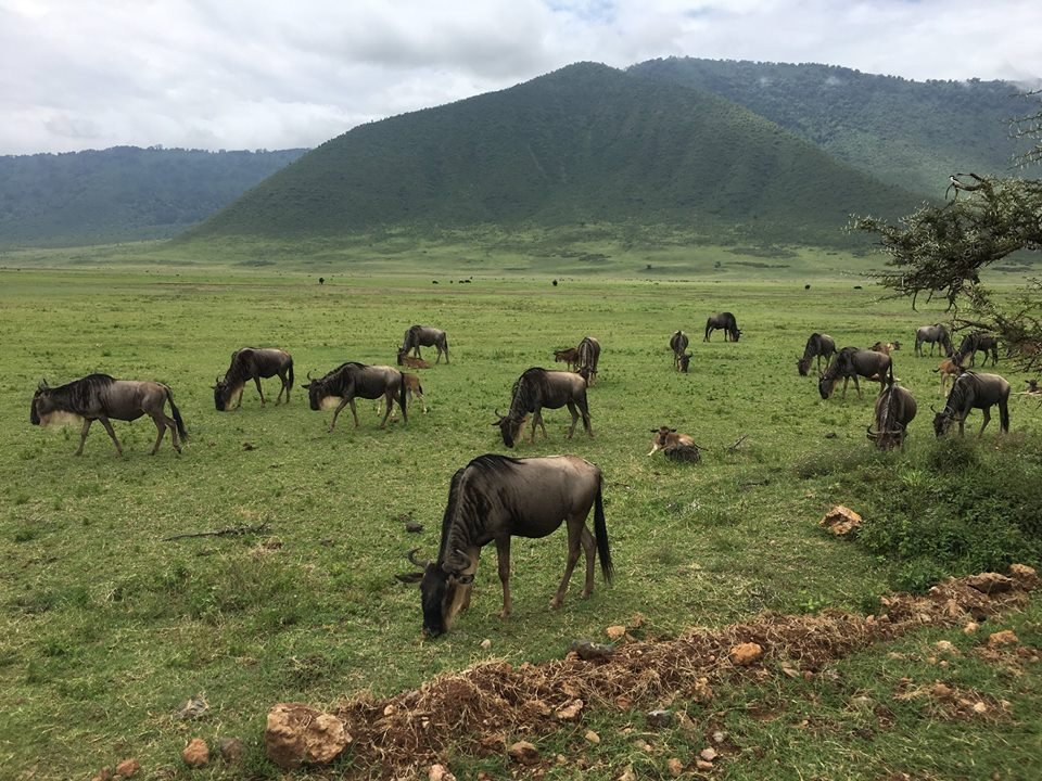 Dawn in the North, Then South to Ngorongoro