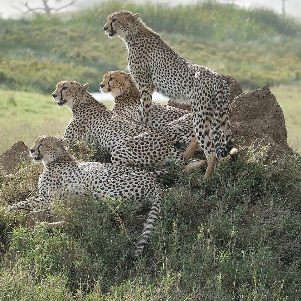 7-Day Serengeti Migration & Ngorongoro Luxury Sky Safari photo