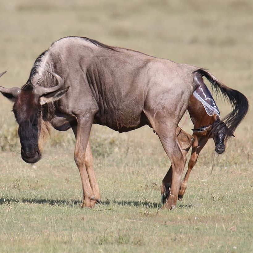 Northbound Through Lobo to the Mara River Country