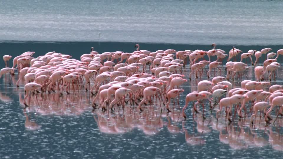 The Flamingo Flats