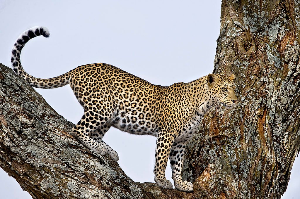 Ngorongoro Crater Finale and Return to Arusha