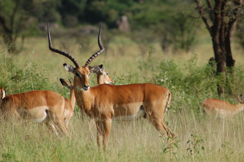 Baobab Country - Private Game Drive in Tarangire