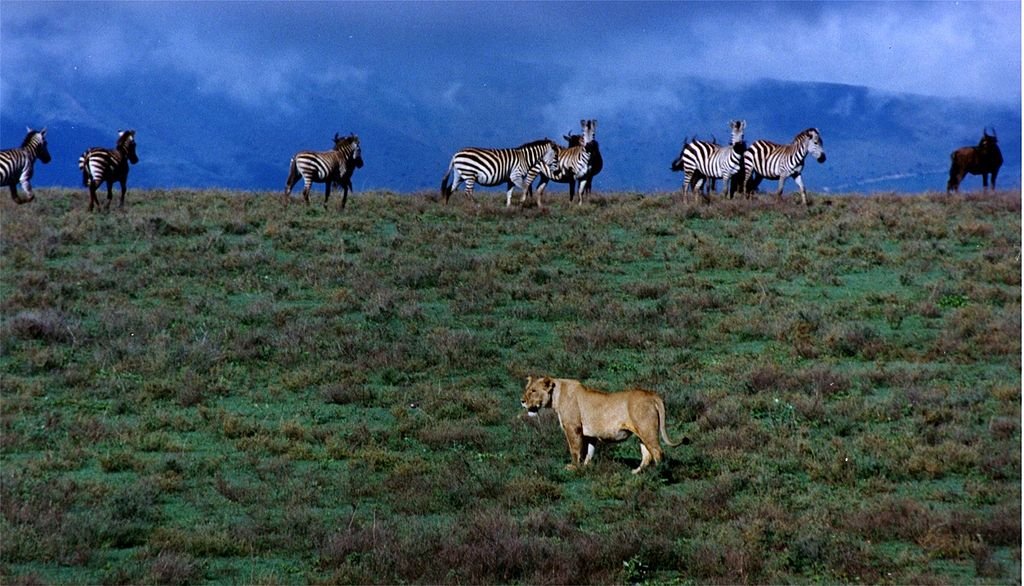Serengeti Dawn to Ngorongoro Crater - From Plains to Caldera