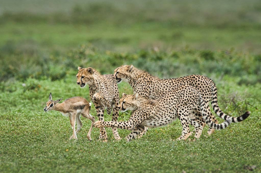 Crater Floor Safari and Return to Mto wa Mbu