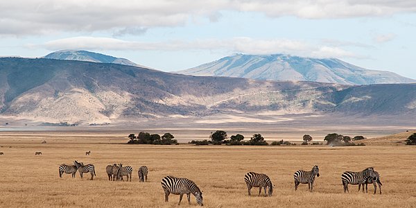 Serengeti Farewell and the Ngorongoro Highlands