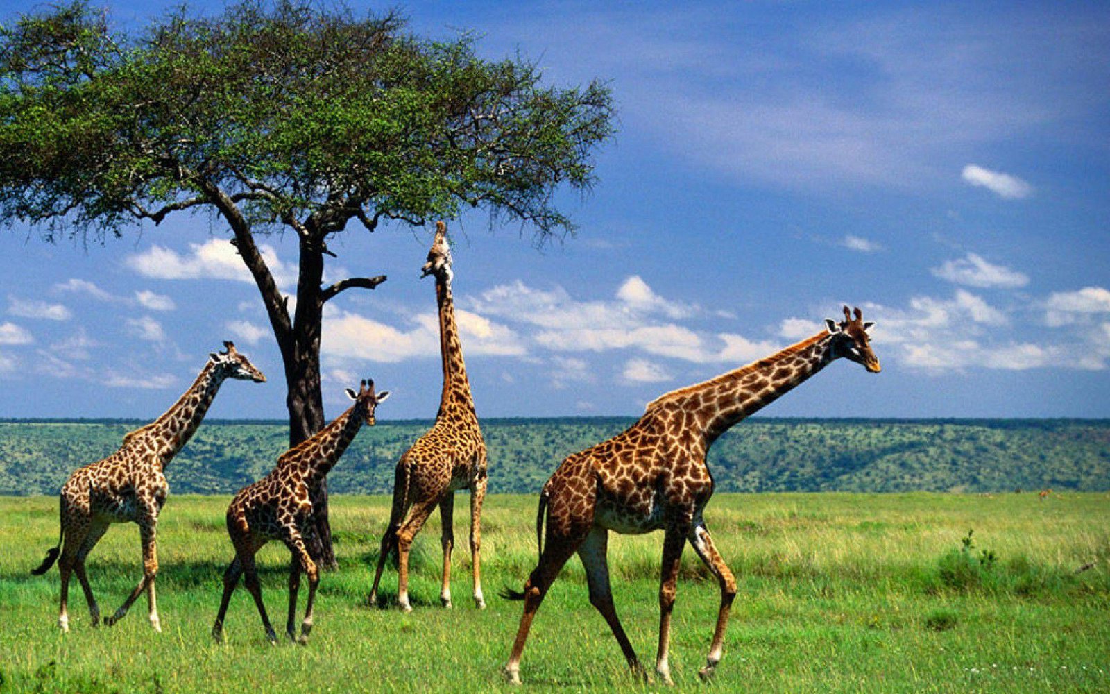 Lake Manyara & Farewell - Forest, Flamingos and the Flight Home