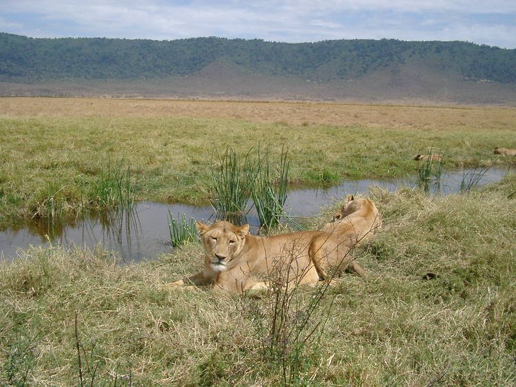 From the Migration Plains to the Crater Rim