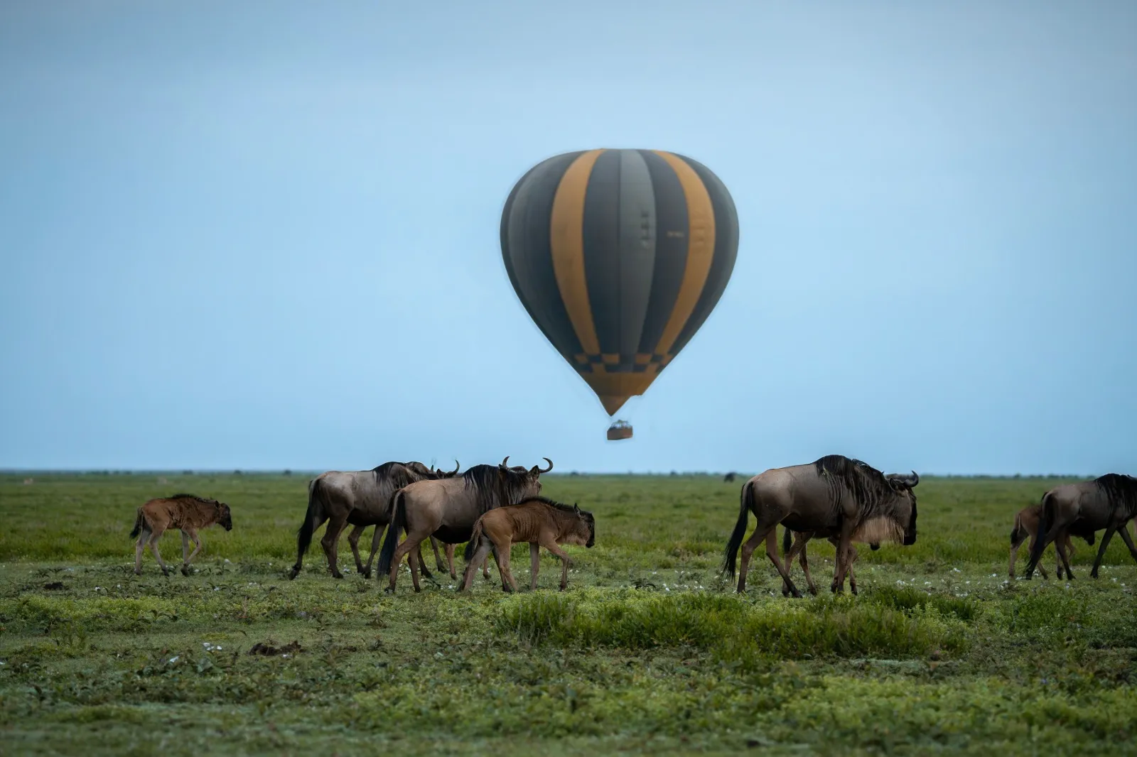 Balloon Safari
