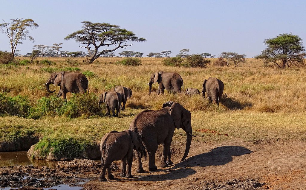 7-Day Serengeti Migration & Ngorongoro Luxury Sky Safari photo
