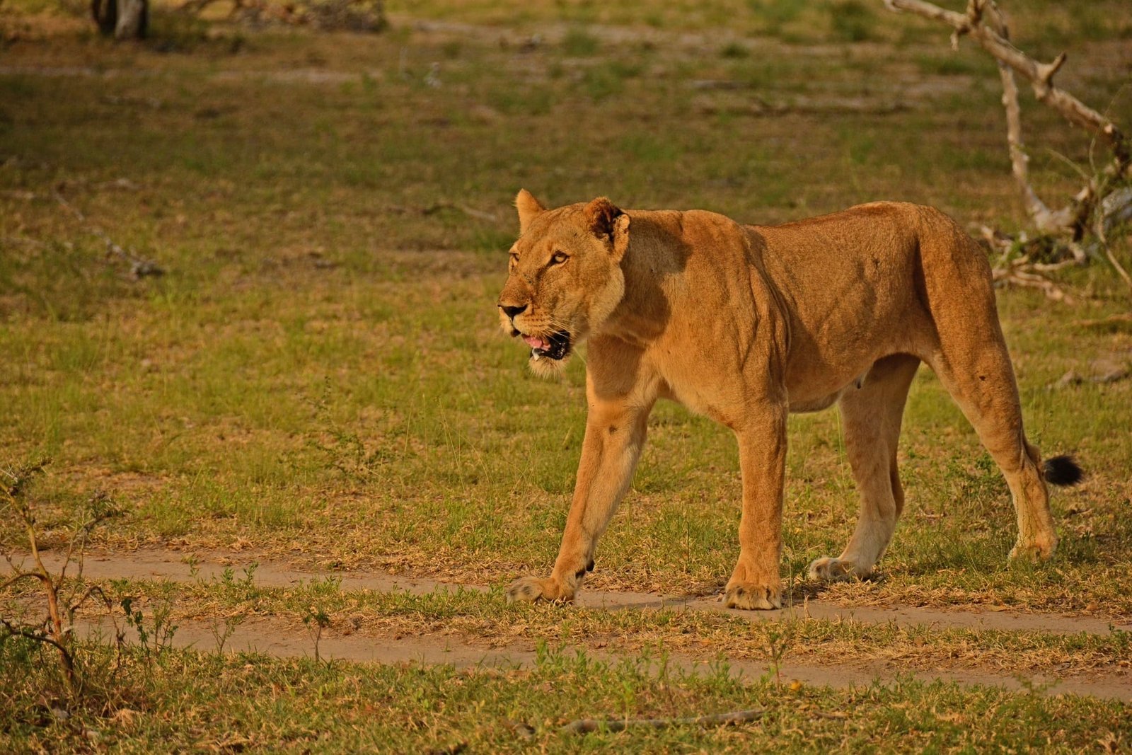 6-Day Ndutu Calving Season & Ngorongoro Private Safari photo