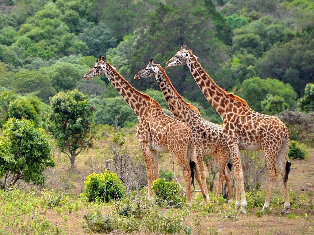 Lake Eyasi Living Cultures and Return to Arusha